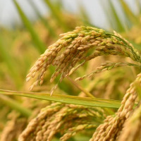 चर्चा भिपिएनको