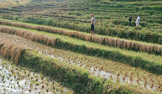 सप्तरीमा २९६ मतदानस्थल र ५६२ मतदानकेन्द्र कायम