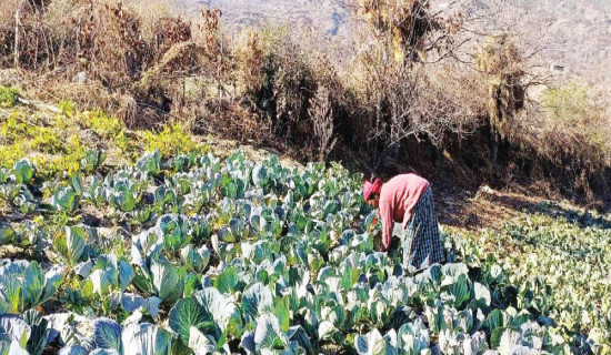 मालिका गाउँपालिकाको बजेट संशोधन गर्दै सकियो १८ औं गाउँसभा