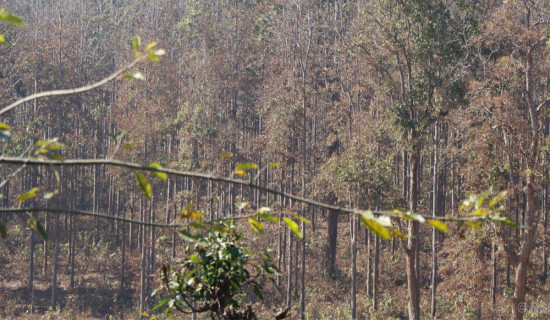 सालको रूखमा महामारी, ‘मथ’पुतलीले पात सखाप