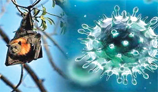 निपाह भाइरस रोक्न उच्च सावधानी