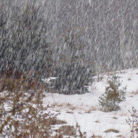 सरकारले गृह श्रमिकलाई औपचारिक श्रमिकको मान्यता दिने प्रक्रिया सुरु