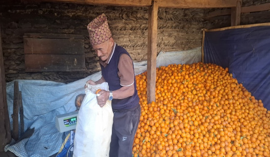 पात्लेखेतको एउटै बगानबाट ६ लाखको सुन्तला बिक्री