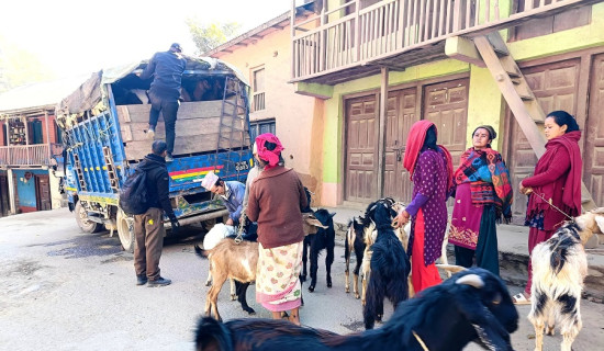 अनुदानले गर्दा  व्यावसायिक बाख्रापालनमा किसानआकर्षित