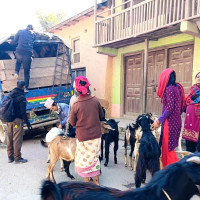 कृषकलाई आलुको बीउ वितरण