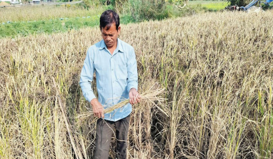 कालानमक धानको स्वाद र सुगन्ध जोगाउने कसरत