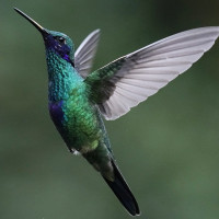 कांग्रेसका नवनिर्वाचित सभापति थापाको पदवहाली