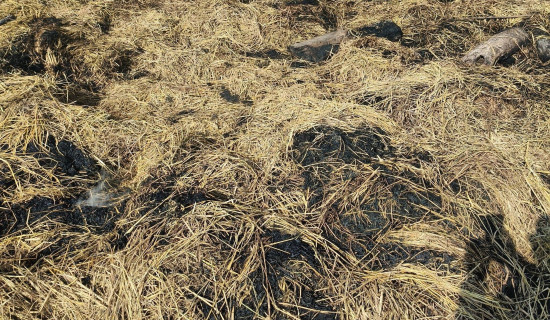 डिजिटल युगमा गोरखापत्र