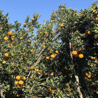 महाशक्ति सोप उद्योगको गोदामघरमा आगलागी