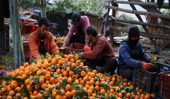 किसानले माघ लागेपछि बल्ल सुन्तला टिप्न थाले