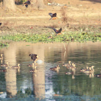 पाँच उम्मेदवारलाई आयोगले सोध्यो स्पष्टीकरण