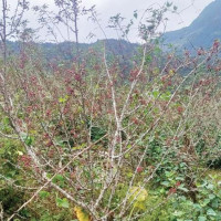 सांसद जनताप्रति जवाफदेही बन्‍नुपर्छ : अमनलाल मोदी