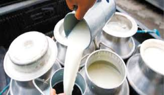 एउटै गाउँबाट दैनिक १७ सय लिटर दूध उत्पादन