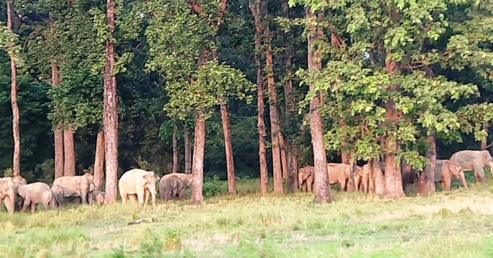 हात्तीको बढ्दो सङ्ख्या नियन्त्रण गर्न थाइल्यान्डको नयाँ उपाय