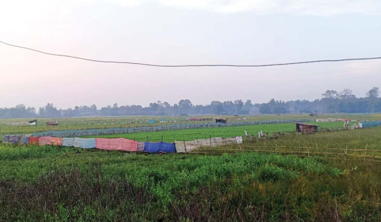 निर्वाचनभन्दा बालीको चिन्ता