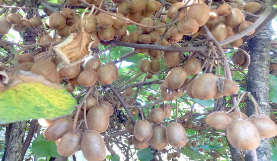 समावेशीकरणको दिशामा नयाँ फड्को : गोरखापत्रद्वारा प्रकाशित ल्होमी भाषा