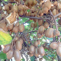 यसपटक निर्वाचनमा नेपालमै उत्पादित सामग्री प्रयोग गर्ने आयोगको नीति