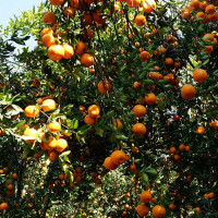 दुग्धजन्य पदार्थ निर्यातमा चुनौती