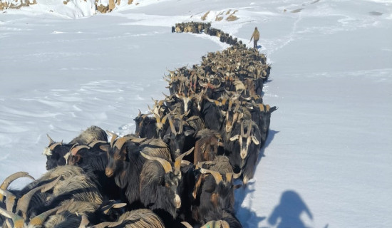 विमानस्थलमा जमेको हिउँ पन्छाएपछि हवाई सेवा सुचारु