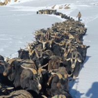 निर्वाचन नजिकिँदै जाँदा गाउँगाउँमा उम्मेदवार, चहलपहल बढ्दो