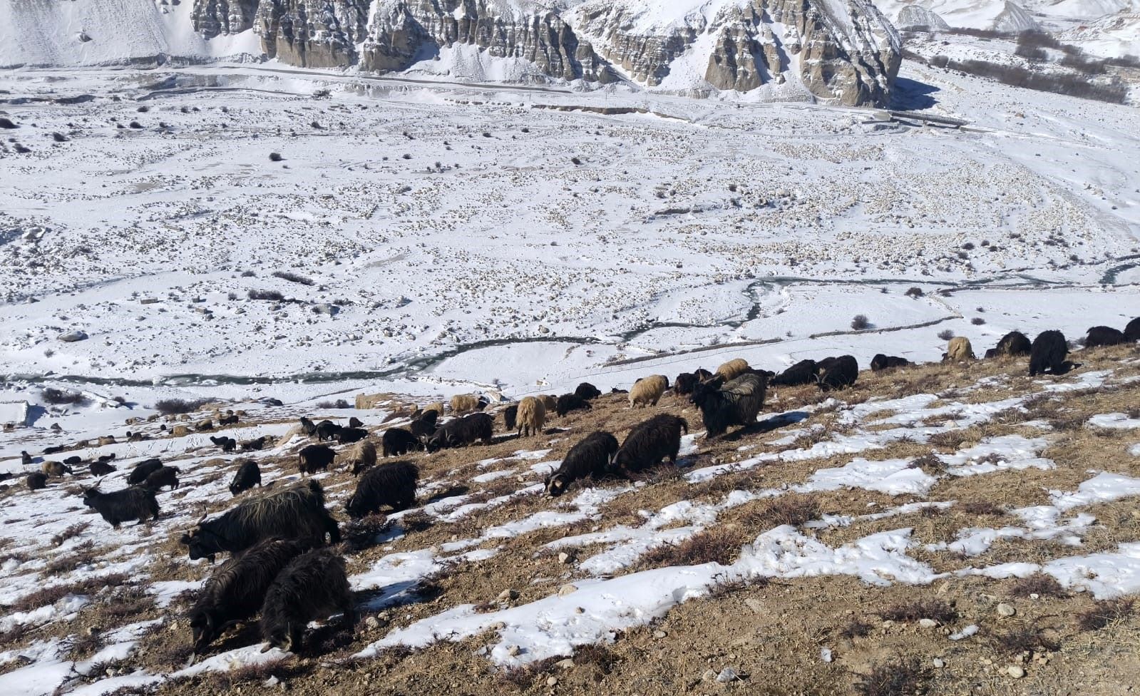 हिमपात कृषि र पशुपालनलाई बरदान