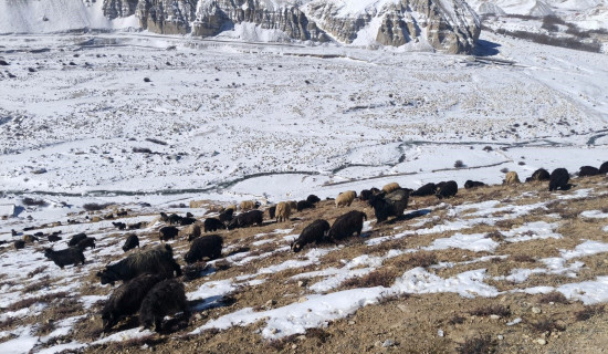 हिमपात कृषि र पशुपालनलाई बरदान