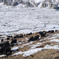 मर्स्याङ्दी आँखा शिविर : एक सय ३५ को शल्याक्रिया