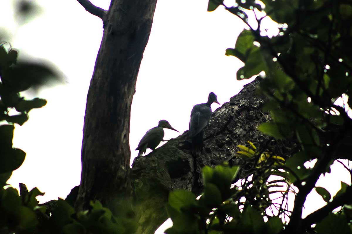 देवहरिया उद्यानमा राजलाहाँचे