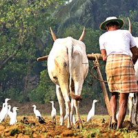 समावेशीकरणको दिशामा एउटा फड्को : गोरखापत्रद्वारा प्रकाशित चेपाङ भाषा