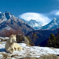 दाङमै क्यान्सर उपचार सेवा