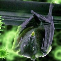 एक्स्ट्राटेक ओभल क्रिकेट स्टेडियममा फ्लड लाइट जडानको काम सुरु