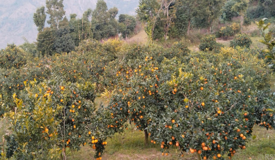 मूल्य पाइने आशामा बोटमै जुनार