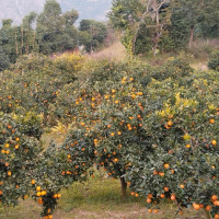 अपुग निर्वाचन प्रहरी तीन जिल्लाबाट स्याङ्जा ल्याइयो