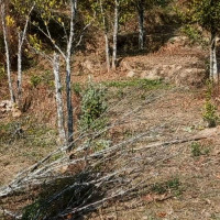 पन्ध्र प्रतिशतले बढे पर्यटक