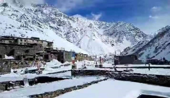 हुम्लामा ९५ प्रतिशत रोपाइँ सम्पन्न