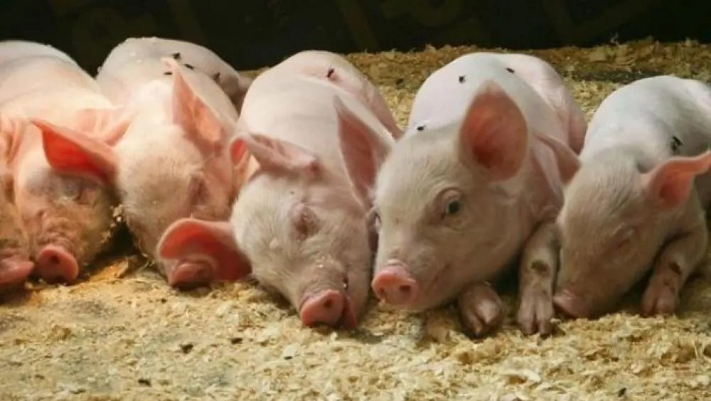 अफ्रिकन स्वाइन फिभरका लक्षण देखिएका बङ्गुर मरेपछि किसान चिन्तित