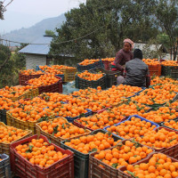 मुक्तक दिवसमा शेरचन र श्रेष्ठ सम्मानित