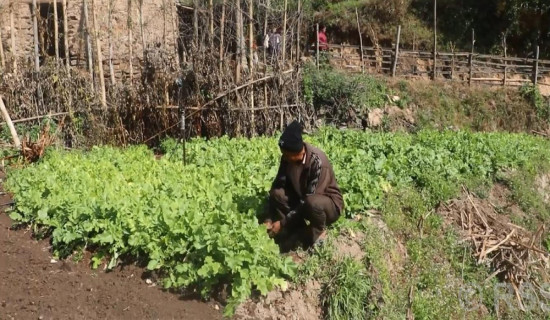 मुक्तक दिवसमा शेरचन र श्रेष्ठ सम्मानित