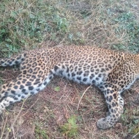 ग्यास अभाव हुँदैन : निगम