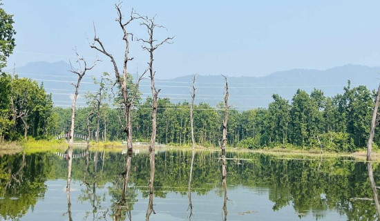 बर्दघाटमा ‘सिमसार क्षेत्र’ पर्यटकीय गन्तव्य बन्दै