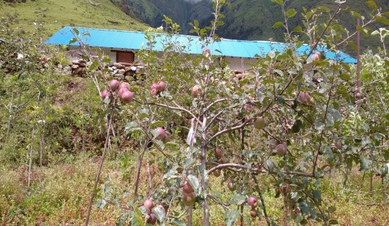 इटालियन प्रजातिको स्याउबाट एक वर्षमै उत्पादन