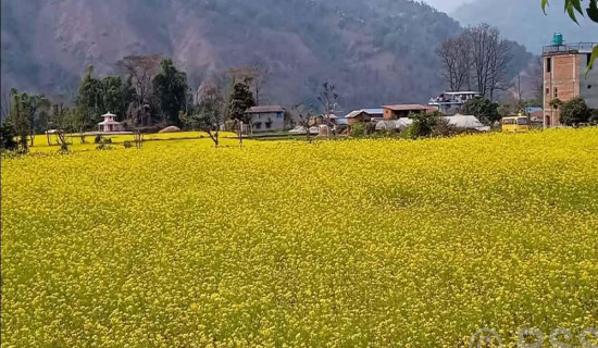 फलेवासमा गहुँ र तोरीको बीउ उत्पादन हुँदै