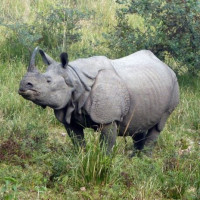 साफ यु १९ महिला फुटबलमा नेपाल बङ्गालादेशसँग खेल्दै