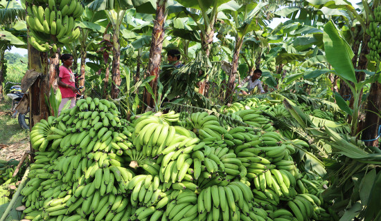 पेटको क्यान्सर गराउने एच. पाइलोरी