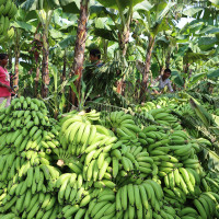 विज्ञानले के भन्छ ?