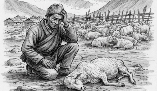 मुगुमा सरूवा रोगबाट दुई सयभन्दा बढी भेडाबाख्रा मरे