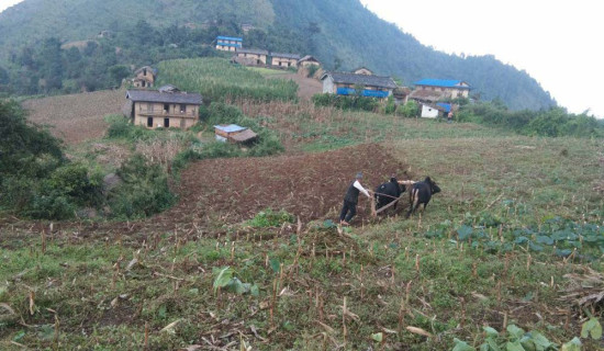 बलात्कार आरोपमा एक व्यक्ति पक्राउ