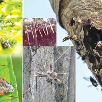 समावेशीकरणको दिशामा नयाँ फड्को : गोरखापत्रद्वारा प्रकाशित राना थारु भाषा