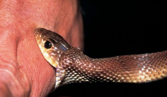 सर्पदंशबाट तीन वर्षमा एक हजार नौ सयभन्दा बढी प्रभावित