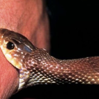 पीपल गाउँको ४० परिवार पहिरोको उच्च जोखिममा